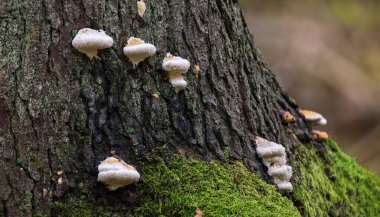 Group of juvenile polypore fungi on spruce bark, Bialowieza Forest, Poland, Europe