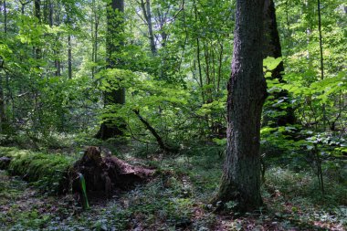 Summertime deciduous primeval stand with old broken  trees partly declined lying in foreground, Bialowieza Forest, Poland, Europe