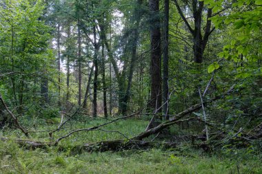 Broken old hornbeam tree lying among grass and ferns, Bialowieza Forest, Poland, Europe