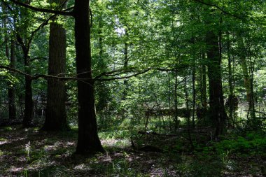 Shady deciduous tree stand with broken oak tree in background, Bialowieza Forest, Poland, Europe