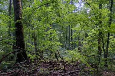 Summertime deciduous primeval stand with old broken  tree partly declined moss wrapped lying in foreground, Bialowieza Forest, Poland, Europe