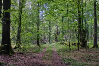 Toprak yol yaz ormanı güneşte, Bialowieza Ormanı, Polonya, Avrupa