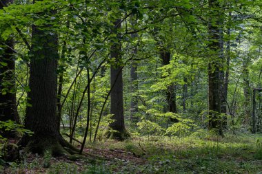 Shady deciduous tree stand with broken oak tree in background, Bialowieza Forest, Poland, Europe