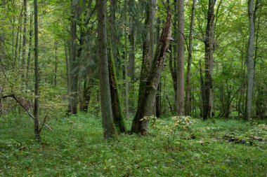Boynuz kirişleri ve kırık ağacı olan güz yapraklı ağaç standı, Bialowieza Ormanı, Polonya, Avrupa
