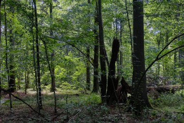 Shady deciduous tree stand with broken oak tree in background, Bialowieza Forest, Poland, Europe