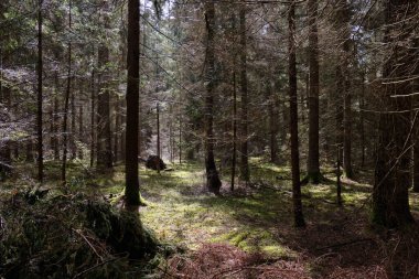 Bahar mevsimi kozalaklı orman ağacı Stan, çam ve çam ağaçları, Bialowieza Ormanı, Polonya, Avrupa