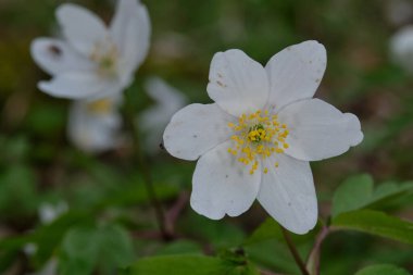 Taze yeşil arka plan, Bialowieza Ormanı, Polonya ve Avrupa 'ya yaklaşan tek bir rüzgâr çiçeği.