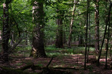 Arka planda meşe ağaçları olan gölgeli yaprak döken ağaç standı, Bialowieza Ormanı, Polonya, Avrupa