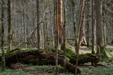 Yaprak döken ağaç tezgahı, arka planda kırık ağaçlar, Bialowieza Ormanı, Polonya, Avrupa
