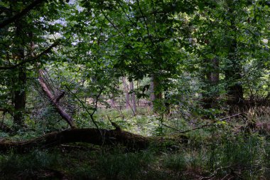 Arka planda boynuz demeti ağaçları olan gölgeli yaprak döken ağaç standı, Bialowieza Ormanı, Polonya, Avrupa