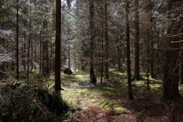 Jarní Jehličnatý Lesní Stan Slunci Borovicemi Smrky Bialowieza Forest Polsko — Stock fotografie