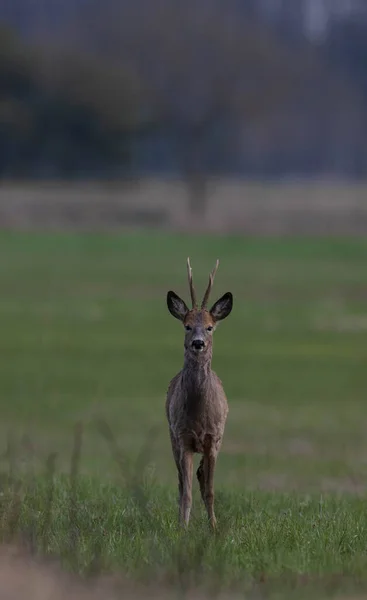 Roe Deer Capreolus Capreolus Male Looking Camera Springtime Meadow Podlaskie — Stock fotografie