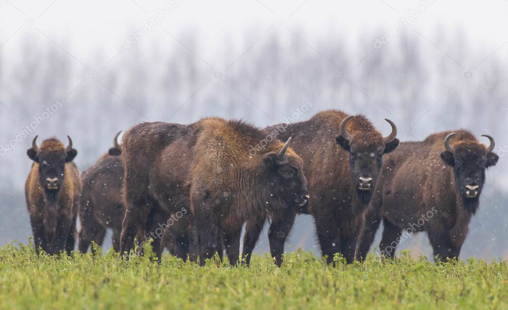 European Bison herd resting in snowfall, Podlaskie Voivodeship, Poland, Europe