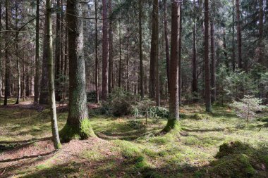 Springtime coniferous forest tree stan in sun with pines and spruces, Bialowieza Forest, Poland, Europe