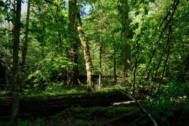 Baharda meşe ve korna ağacı yaprak döken ormanlarda ön planda kırık meşe ağacı, Bialowieza Ormanı, Polonya, Avrupa
