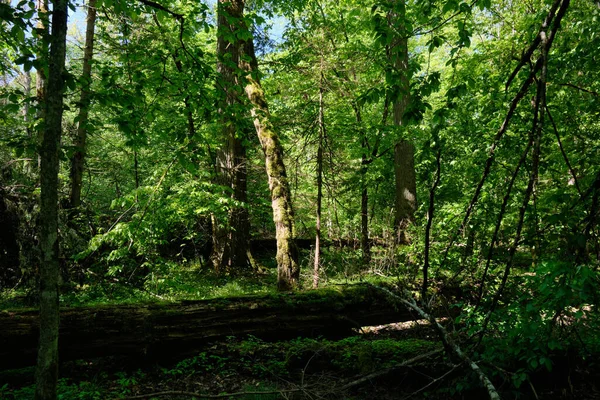 Dębowy Grabowy Las Liściasty Wiosną Rozbitym Dębem Pierwszym Planie Puszcza — Zdjęcie stockowe