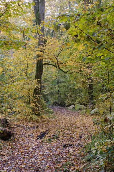 波兰Bialowieza森林 狭窄的小径穿过秋天落叶林 — 图库照片
