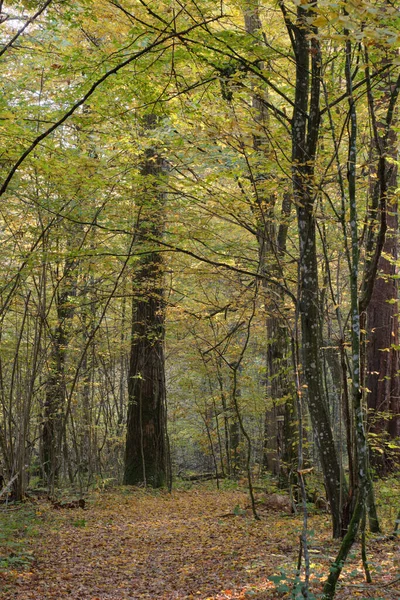 Stretto Sentiero Che Attraversa Stand Deciduo Autunnale Foresta Bialowieza Polonia — Foto Stock