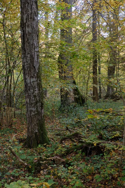 Jesienny Stojak Dębowy Grabowy Puszcza Białowieska Polska Europa — Zdjęcie stockowe