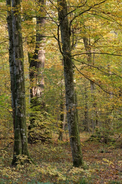 Dubové Habrové Porosty Podzim Bialowieza Forest Polsko Evropa — Stock fotografie