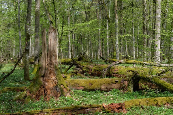 Oak and hornbeam tree deciduous forest in spring with dead wood moss wrapped around, Bialowieza Forest, Poland, Europe