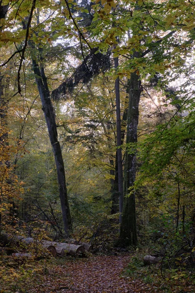 Stretto Sentiero Che Attraversa Stand Deciduo Autunnale Foresta Bialowieza Polonia — Foto Stock