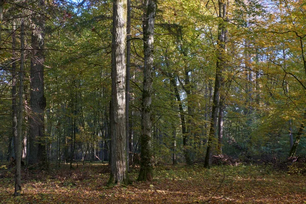 Jesienny Stojak Dębowy Grabowy Puszcza Białowieska Polska Europa — Zdjęcie stockowe