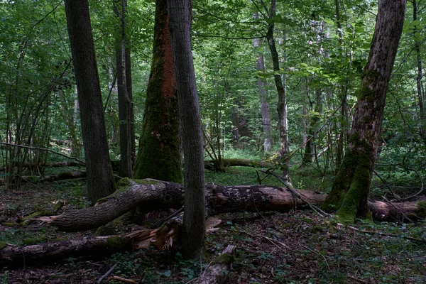 Olše Listnatý Stát Létě Spoustou Mrtvých Stromů Ležících Bialowieza Forest — Stock fotografie
