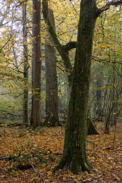 Βελανιδιά Και Κεράτινα Φυλλοβόλα Σταθεί Φθινόπωρο Bialowieza Δάσος Πολωνία Ευρώπη — Φωτογραφία Αρχείου