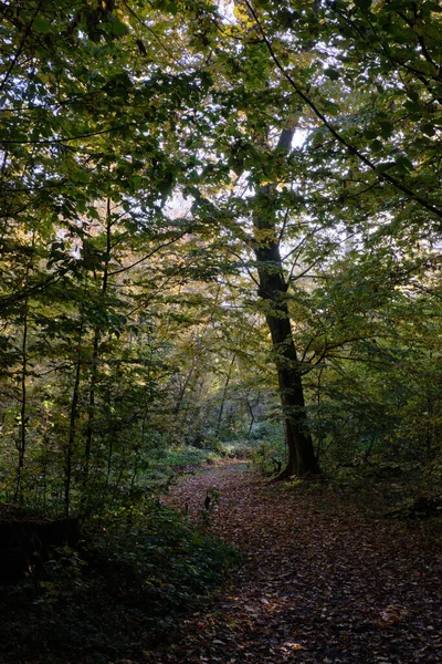 波兰Bialowieza森林 狭窄的小径穿过秋天落叶林 — 图库照片