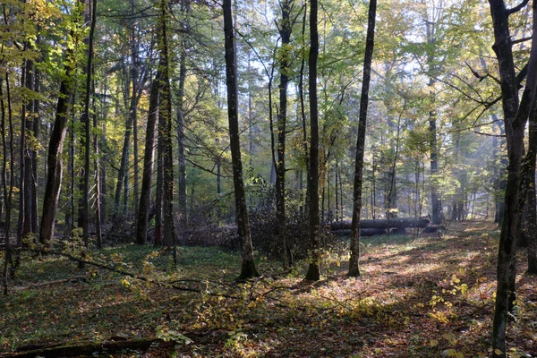 Sunbeam entering rich deciduous forest in misty morning with tree logs in background, Bialowieza Forest, Poland, Europe