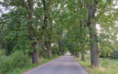 Eski meşe ağaçları sokağı şafak vakti asfalt sokak, Polonya, Avrupa