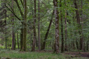 Yazın eski yaprak döken ormanlarda, önlerinde eski boynuz demeti ağaçları, Bialowieza Ormanı, Polonya, Avrupa