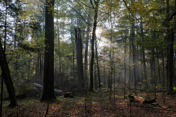 波兰人Bialowieza森林 阳光在雾蒙蒙的早晨进入茂密的落叶森林 前景一片混乱 — 图库照片