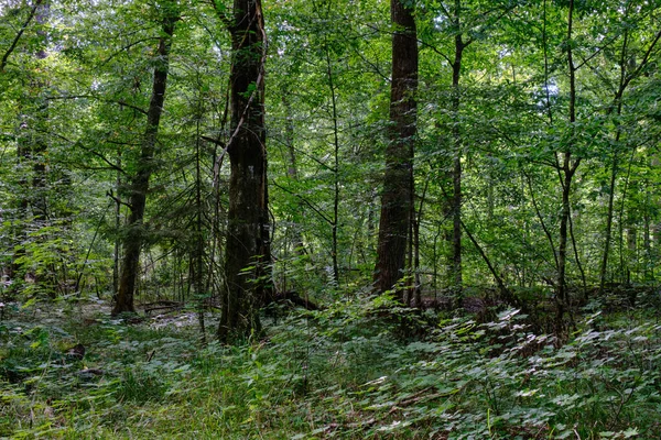 Velha Floresta Caduca Verão Com Árvores Velhas Floresta Bialowieza Polônia — Fotografia de Stock