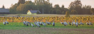 Turna Grubu (Grus grus) sırada, ayçiçekli ve arka planda evleri olan Podlaskie, Voyvoda. Polonya, Avrupa