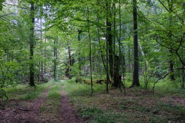 Toprak yol yaz ormanı güneşte, Bialowieza Ormanı, Polonya, Avrupa