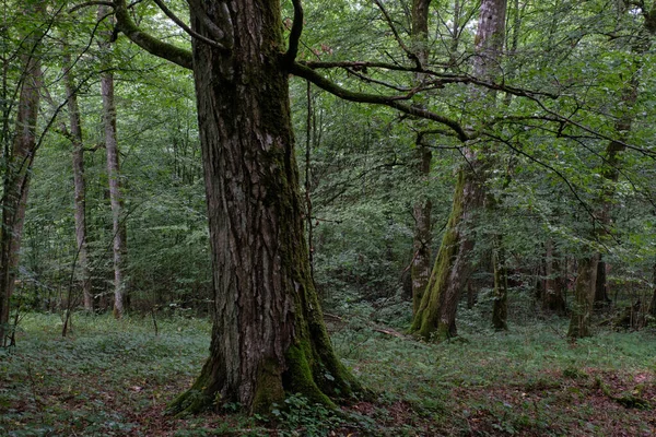 Velha Floresta Caduca Verão Com Árvores Velhas Floresta Bialowieza Polônia — Fotografia de Stock