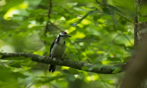 Gran Pájaro Carpintero Moteado Dendrocopos Major Hembra Con Fondo Verde —  Fotos de Stock