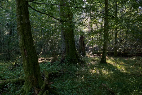 Vrome Stand Met Haagbeuken Eik Zomermaanden Mistige Ochtend Bialowieza Forest — Stockfoto