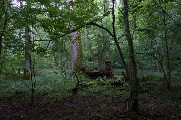 Παλαιό Φυλλοβόλο Δάσος Καλοκαίρι Παλιά Βελανιδιά Στο Παρασκήνιο Bialowieza Δάσος — Φωτογραφία Αρχείου