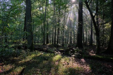 Yazın sabah sisinde meşe ağaçları, Bialowieza Ormanı, Polonya, Avrupa
