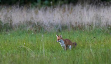 Kızıl Tilki (Vulpes vulpes) otlak, Polonya, Avrupa 'da ayakta duruyor