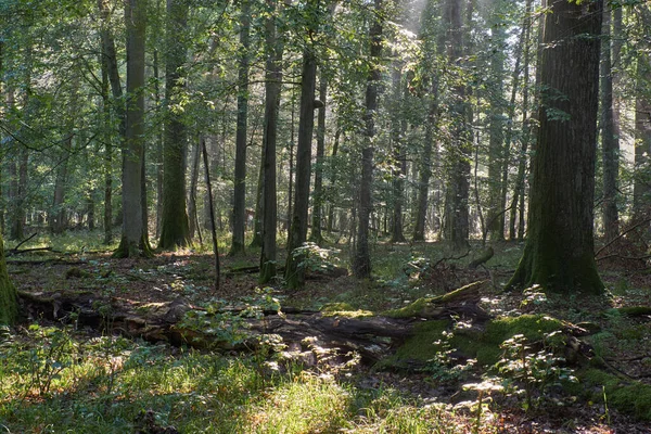 Yazın Sabah Sisinde Yaşlı Meşe Ağaçları Planda Kısmen Azalmış Kütük — Stok fotoğraf