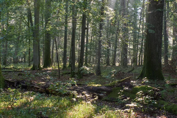 Carvalhos Velhos Névoa Manhã Verão Com Log Parcialmente Declinado Primeiro — Fotografia de Stock