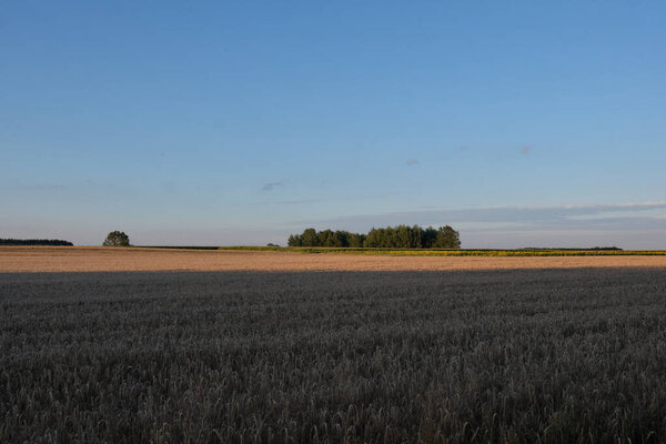 Ржавое поле при солнечном свете под облачным небом летом, Подское воеводство, Польша, Европа
