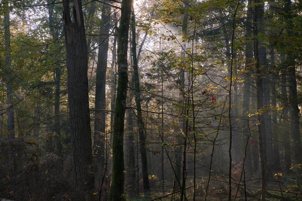 Sluneční Paprsek Vchází Bohatého Opadavého Lesa Mlhavém Ránu Lámanými Smrky — Stock fotografie