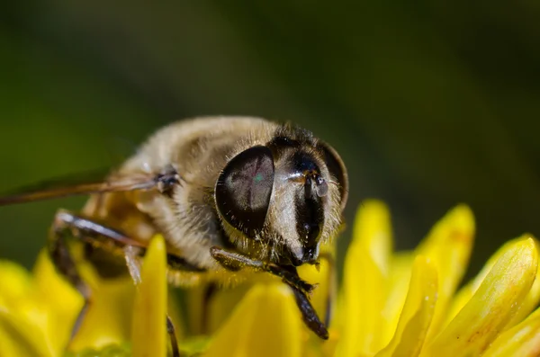 Bee macro — Stock Photo, Image