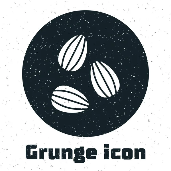 Grunge Sementes de um ícone específico da planta isolado no fundo branco. Desenho vintage monocromático. Vetor — Vetor de Stock