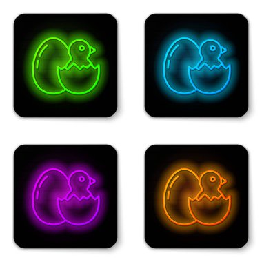 Glowing neon line Little chick in cracked egg icon isolated on white background. Black square button. Vector